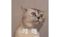 猫猫哇哦哇哦动图