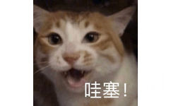 哇塞，猫猫哇塞表情