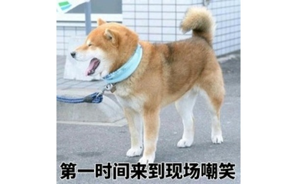 第一时间来到现场嘲笑(doge汪星人)