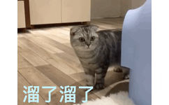 溜了溜了（猫咪）