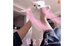 仙女下凡（猫咪 GIF 动图）