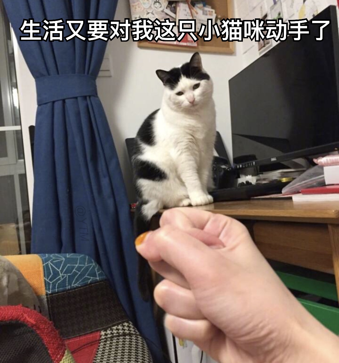 生活又要对我这只小猫咪动手了