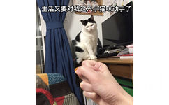 生活又要对我这只小猫咪动手了