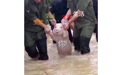 被生活折磨疯的你（在洪水中被救出的网红猪）