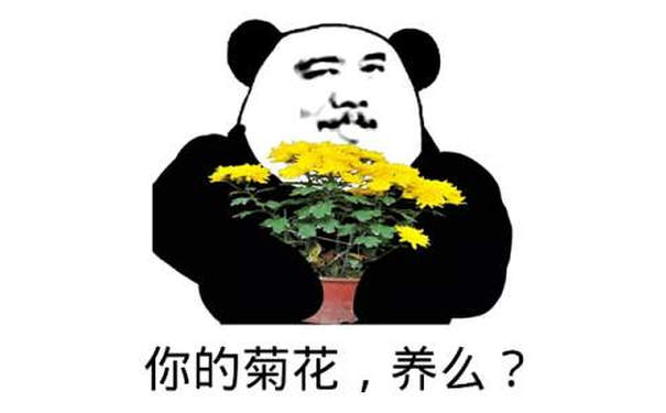 你的菊花，养么？