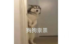 狗狗祟祟