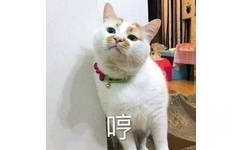 哼小猫