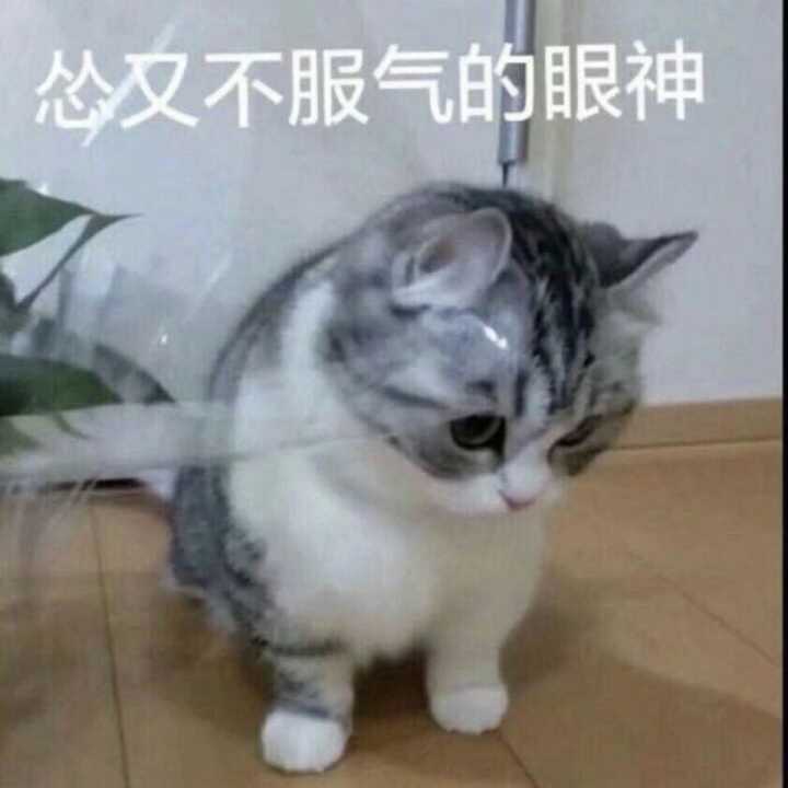 怂又不服气的眼神