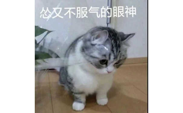 怂又不服气的眼神