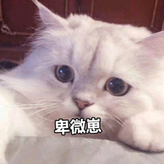 卑微崽