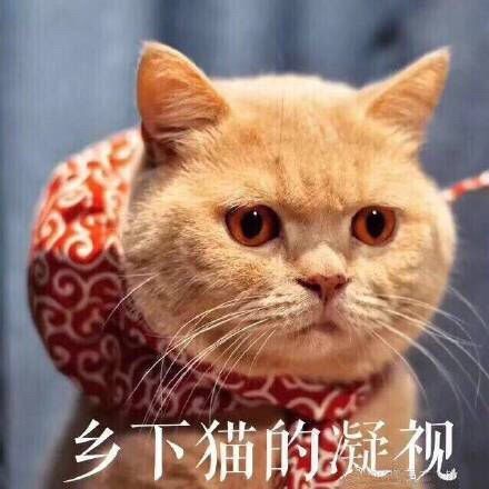 乡下猫的凝视