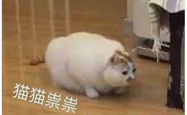 猫猫祟祟