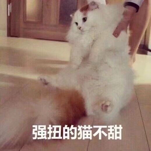 强扭的猫不甜