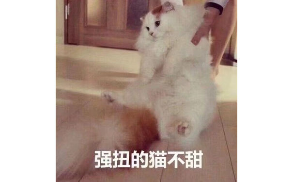 强扭的猫不甜