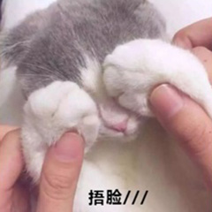 捂脸猫