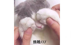 捂脸猫