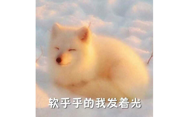 软乎乎的我发着光