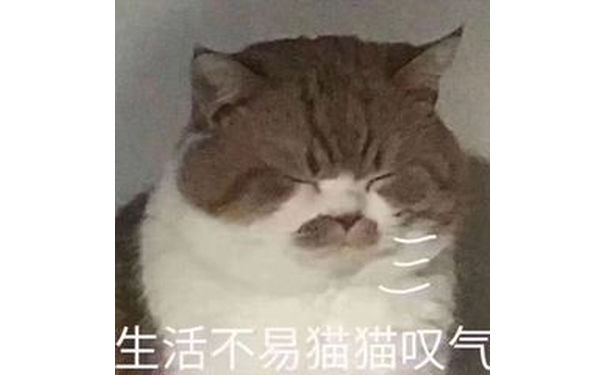 生活不易猫猫叹气