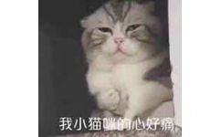 我小猫的心好痛