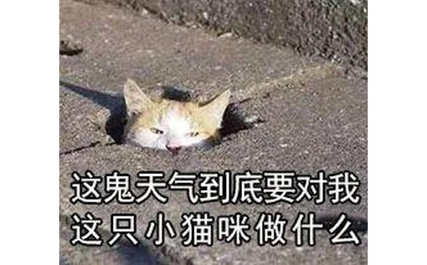 这鬼天气到底要对我这只小猫咪做什么