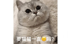 要猫猫一直这样吗？