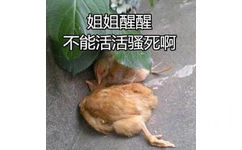 姐姐醒醒，不能活活骚死啊