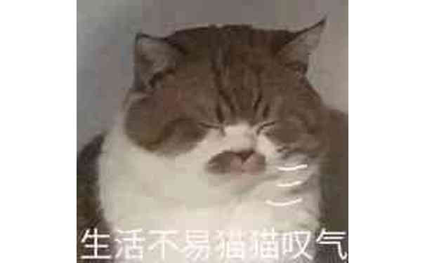 生活不易猫猫叹气