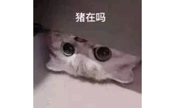 猪在吗