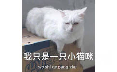 我只是一只小猫咪