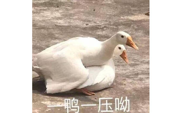 一鸭一压呦