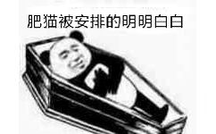 肥猫被安排的明明白白