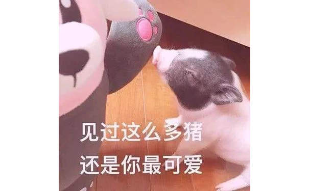 见过这么多猪，还是你最可爱