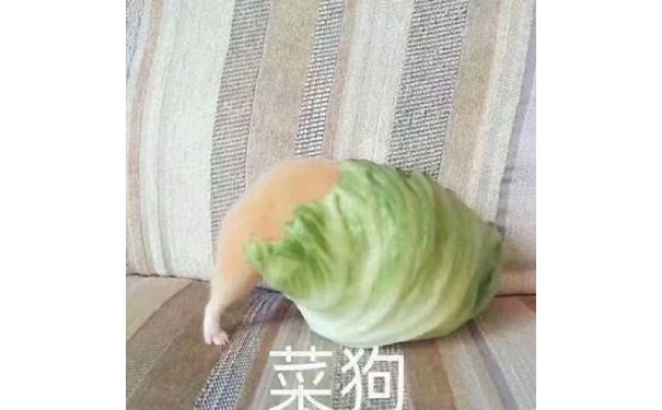 菜狗