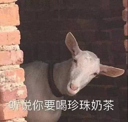 說你要喝珍珠奶茶