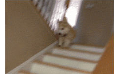 狗狗跟着下楼梯