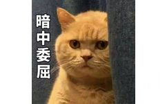 暗中委屈（小黄猫）