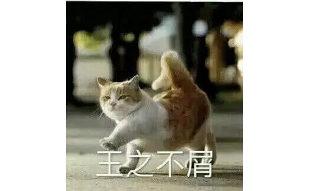 王这不屑！（小猫）