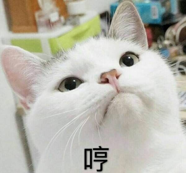 哼（小猫）