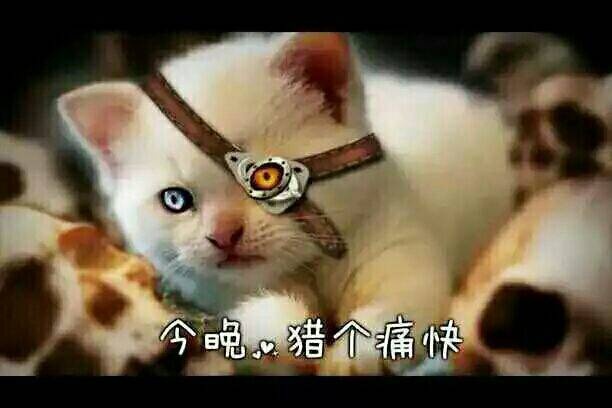 今晚，猎个痛快