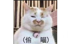 偷喵！（小猫）