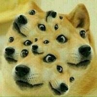 多眼doge