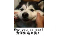 why you so dog !为何你这么狗!