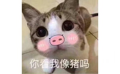 你看我像猪吗