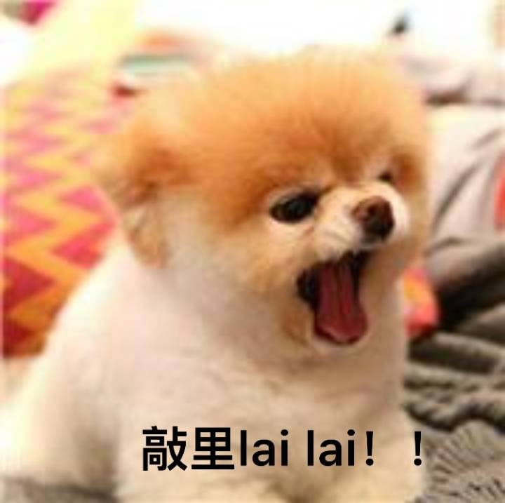 敲里 lai lai!