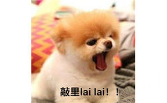 敲里 lai lai!