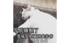 等朕睡醒了，变成小奶猫回来亲亲