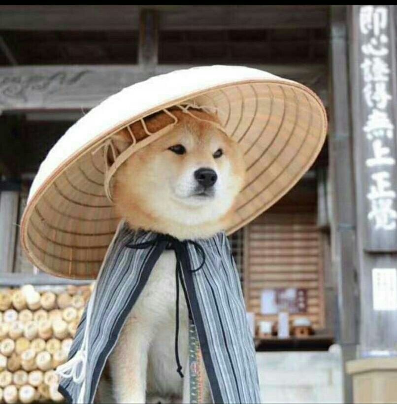 江湖人士（柴犬）