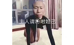 主人请吩咐妲己