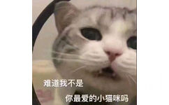 难道我不是你最爱的小猫咪吗