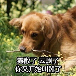 雾散了云飘了，你又开始叫嚣了